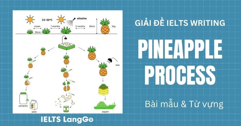 Giải đề The process of growing and preparing pineapples and pineapple products