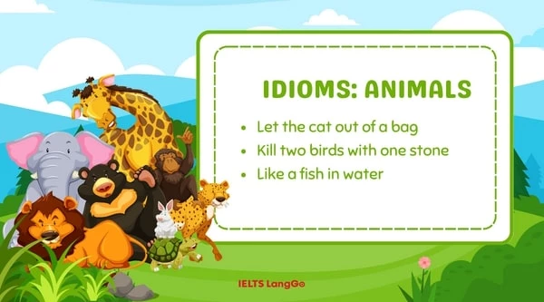 Idiom thường gặp trong đề thi THPT Quốc gia về Animals