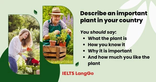 Describe an important plant in your country cue card