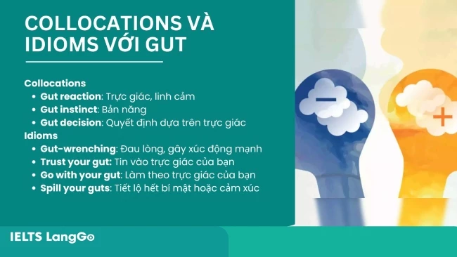 Các collocations và idioms với Gut