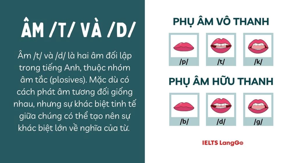 Phân biệt nhanh 2 âm /t/ và /d/ trong tiếng Anh