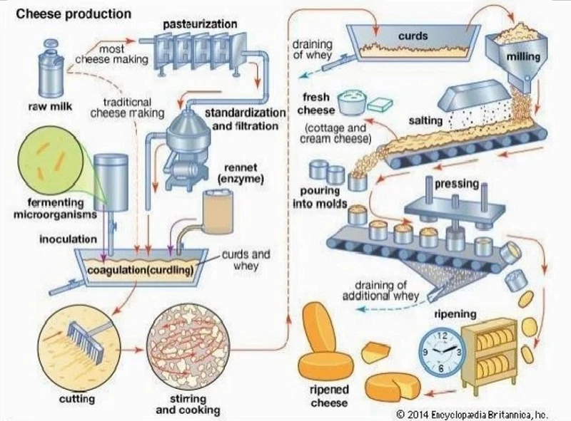 The process of making cheese IELTS Writing Task 1