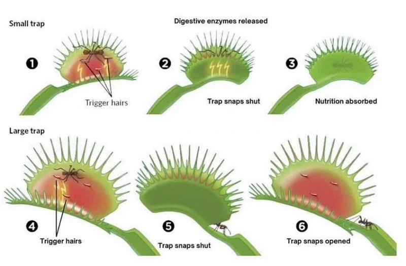 Đề bài Venus flytrap IELTS Writing Task 1