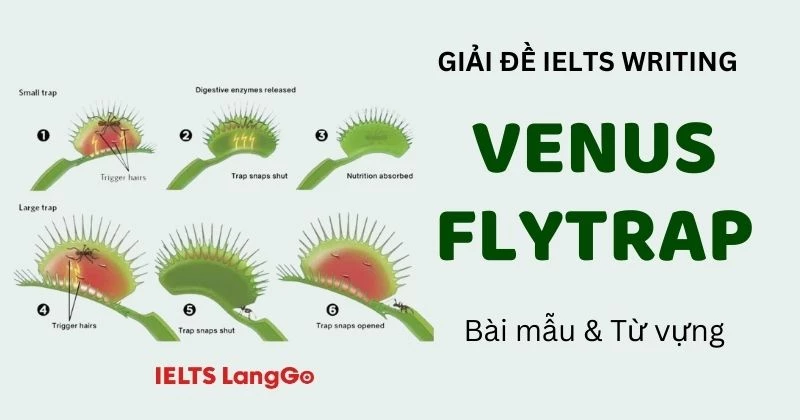 Giải đề Venus Flytrap IELTS Writing Task 1: Bài mẫu & Từ vựng ghi điểm
