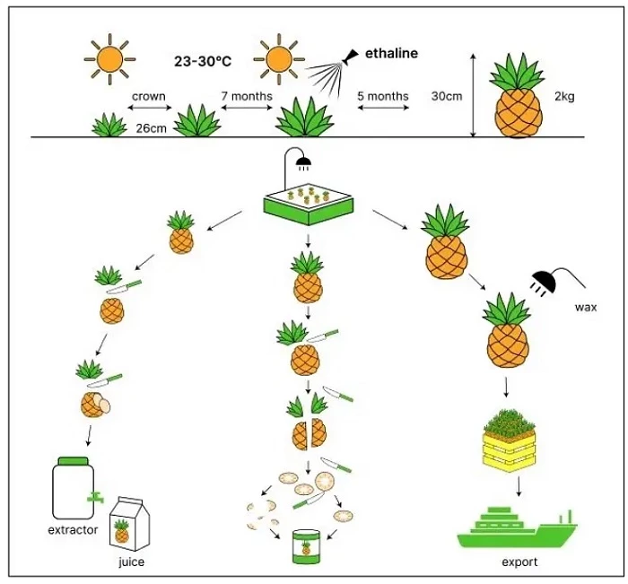 The process of growing and preparing pineapples and pineapple products