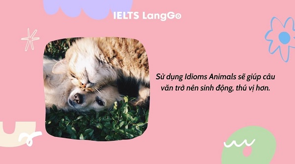 Sử dụng Idioms Animals sẽ giúp câu văn trở nên sinh động, thú vị hơn