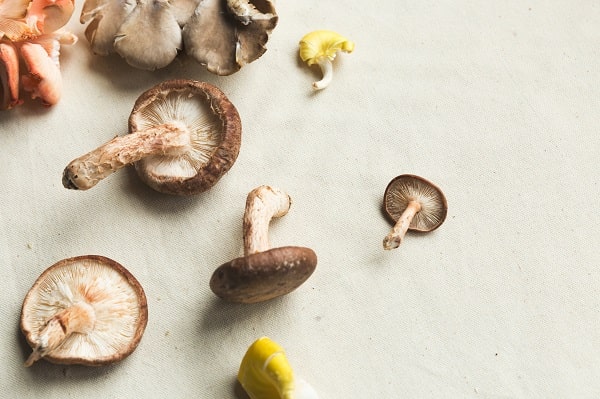 Mỗi một loại nấm đều có những tên gọi riêng biệt trong Tiếng Anh thay vì được gọi chung là “mushroom”